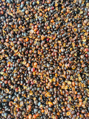 Closeup palm kernal seeds mixed with shell and uncrack palm kernal