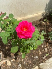Top-View of a Vivid Fanta Pink Rose in Full Bloom