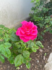 Side-View of a Fully Opened Vivid Pink Rose in Bloom