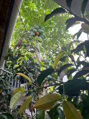 Papaya Tree with Ripe and Raw Papayas – Bottom View Perspective