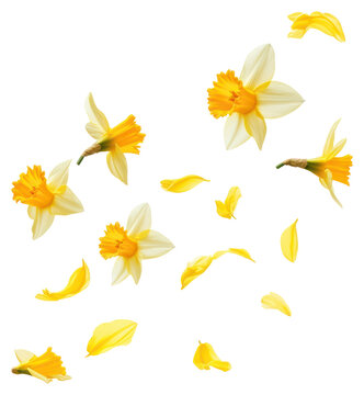 Fototapeta PNG Daffodil flowers and petals floating daffodils background blossoms.