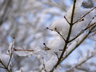 桜の枝に積もる雪