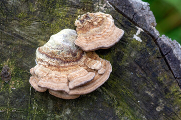 Tree fungus Polyporaceae on a tree stump. Parasitic fungus. Forest ecosystem.