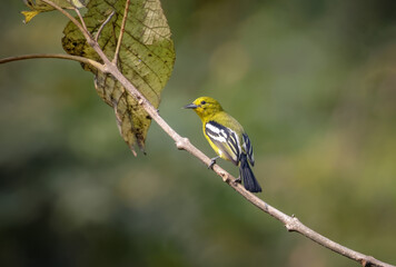 common iora (aegithina tiphia) on a branch in Chittagong,Bangladesh.common iora bird found across the tropical india and south east asia.