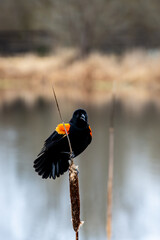 Red-Winged Blackbird in the wild, perched on a cattail on the edge of Lake Washington, male puffed up and calling out, Juanita Bay Park
