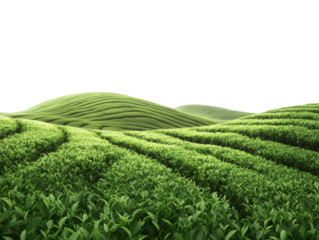 Tea plantation landscape isolated on transparent background