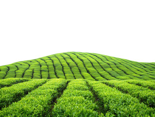 Tea plantation landscape isolated on transparent background