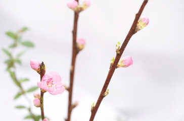 Cherry blossom with bright white background. sign of spring.