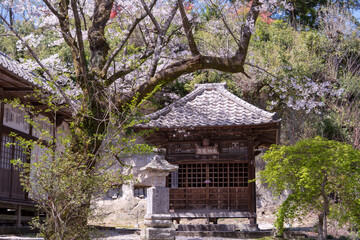 日本：岩殿観音正法（しょうぼう）寺／百地蔵堂と桜／埼玉県東松山市・４月