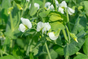 Pea. Close-up of a flowering pea plant.