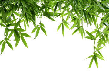 Fototapeta premium PNG Bamboo border plant tree backgrounds.