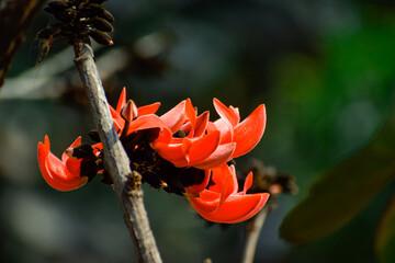 vibrant palash blossoms a celebration of nature