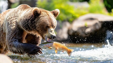 Obraz premium Captivating Grizzly Bear Catching a Vibrant Trout in Crystal River with Splashing Water and Lush Greenery at Sunny Day
