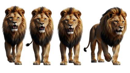 Collection of lions in different positions, fierce and noble wild animals, high-quality PNG elements for design projects