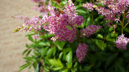  Pink Flowers with Bees in the Park