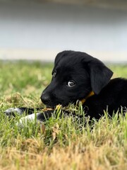 Filhote de cachorro Brincando na grama