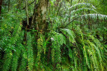 奄美大島、世界自然遺産の森、亜熱帯、森、