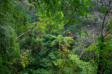 奄美大島、世界自然遺産の森、亜熱帯、森、