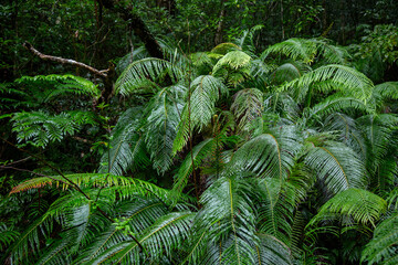 奄美大島、世界自然遺産の森、亜熱帯、森、
