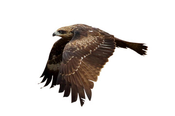 Bird of prey Black kite flying isolated on transparent background png file	