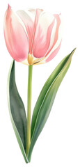 Fototapeta premium PNG Flower tulip illustration watercolor.