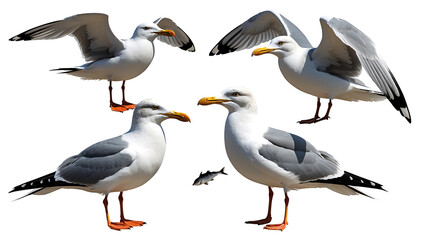 Obraz premium Gull PNG set flying and standing seagulls with detailed wings and feathers