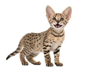 Obraz premium Savannah kitten isolated on white background. Savannah kitten standing in front of white background. Studio photo. Beautiful spotted and striped gold colored Serval Savannah kitten.