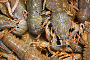 Freshly caught crayfish gathered for market sale in vibrant collection