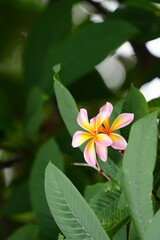 White and orange frangipani flowers for background