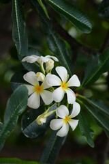 White frangipani flowers for background