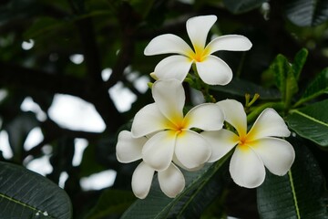 Fototapeta premium White frangipani flowers for background