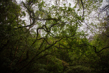 奄美大島、世界自然遺産の森、亜熱帯、森、