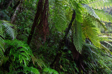 奄美大島、世界自然遺産の森、亜熱帯、森、