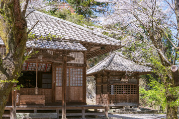 日本：岩殿観音正法（しょうぼう）寺／桜が咲く薬師堂と地蔵堂／埼玉県東松山市・４月