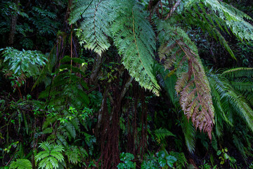 奄美大島、世界自然遺産の森、亜熱帯、森、