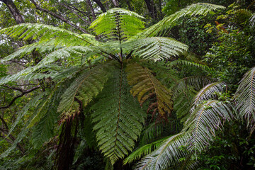 奄美大島、世界自然遺産の森、亜熱帯、森、