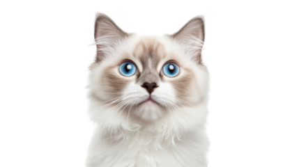 Adorable cat portrait with transparent background png captivating white fur indoor environment close-up view