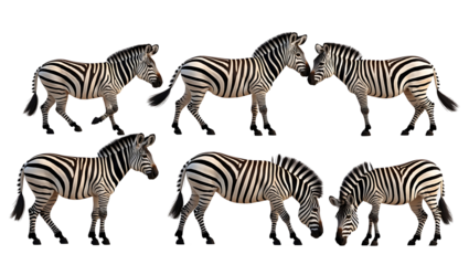 zebras standing and grazing in dry grassland 3d png set animal artwork