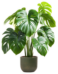 PNG Monstera in a pot tree blossom flower.