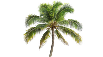 Lush green palm tree transparency background png format natural environment tropical vibe