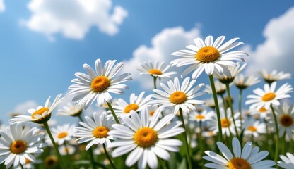 Bright daisies bloom in a vibrant field under a full moon and colorful clouds at sunset