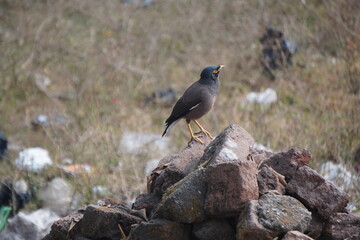 The Common Myna (Acridotheres tristis) is a bold, brown bird with yellow eye patches, known for its adaptability, vocal mimicry, omnivorous diet, and urban presence.