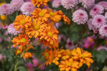 Beautiful colorful flower