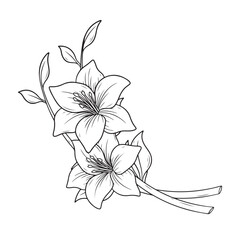 illustration art black and white hand drawn tulip flower vector design