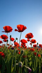 Obraz premium A beautiful field of red tulips and poppies under a blue sky