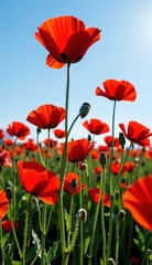 Obraz premium A beautiful field of red tulips and poppies under a blue sky