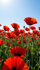 Obraz premium A beautiful field of red tulips and poppies under a blue sky