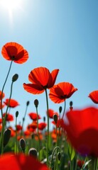 Obraz premium A beautiful field of red tulips and poppies under a blue sky