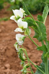 Flowering pea plant. White flowers closeup. Flower of pea plant close up. Natural green pea plants as spring background, peas plant flower closeup, peas blossom closeup white flower on vegetable plant