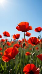 Obraz premium A beautiful field of red tulips and poppies under a blue sky